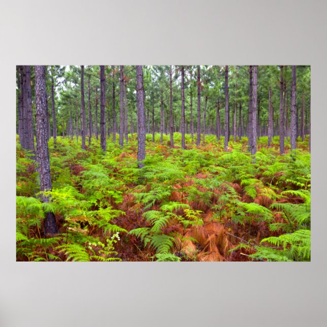 Örnbräken (Pteridium Aquilinum) Växande Poster (Framsidan)