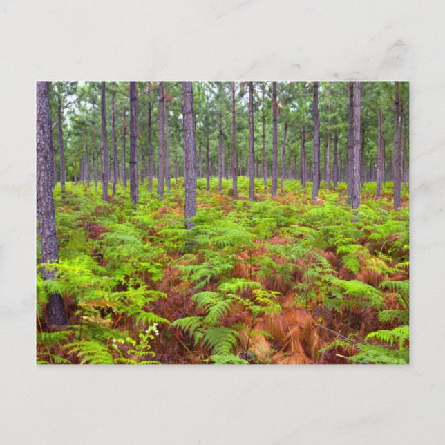 Örnbräken (Pteridium Aquilinum) Växande Vykort (Framsida)