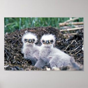 Örnchickar Poster
