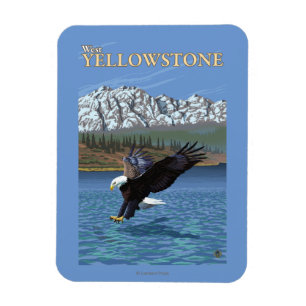 Örndykning - västra Yellowstone, MT Magnet