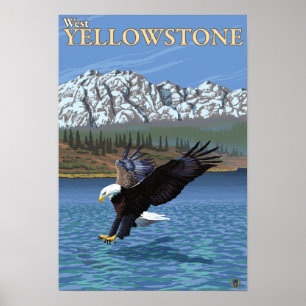 Örndykning - västra Yellowstone, MT Poster