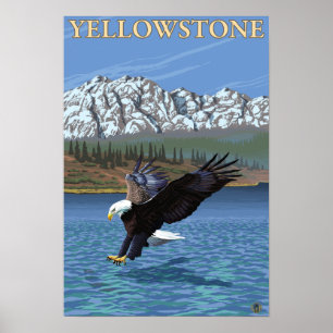 Örndykning - Yellowstone nationalpark Poster