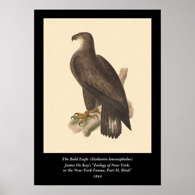 Örnen (den Haliaetos leucocephalusen) Poster (Framsidan)