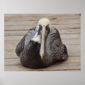 Ornery Pelican Poster