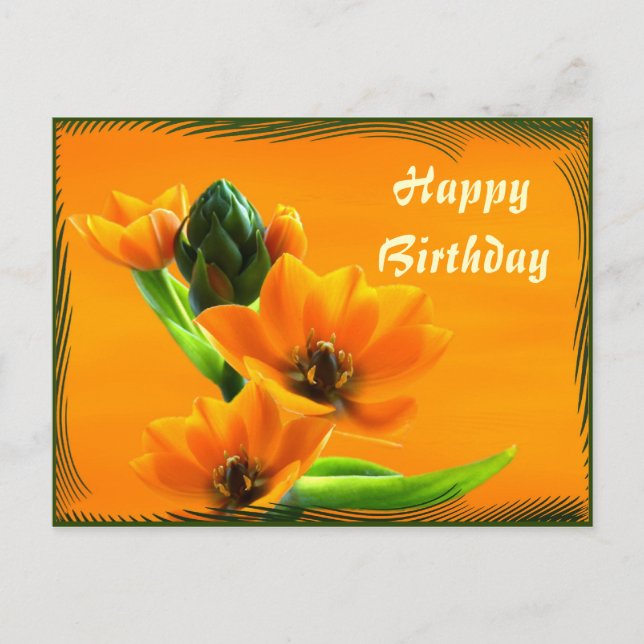 Ornithogalum dubium vykort (Framsida)