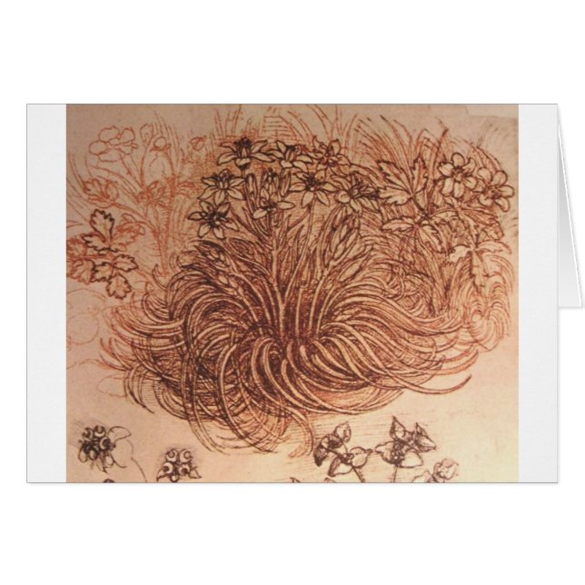 Ornithogalum (stjärna av Bethlehem) Hälsningskort (Framsidan Horizontal)