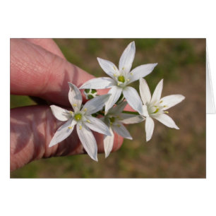 Ornithogalum umbellatum hälsningskort