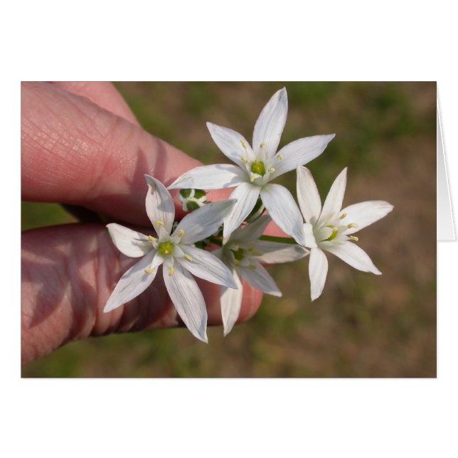 Ornithogalum umbellatum hälsningskort (Framsidan Horizontal)