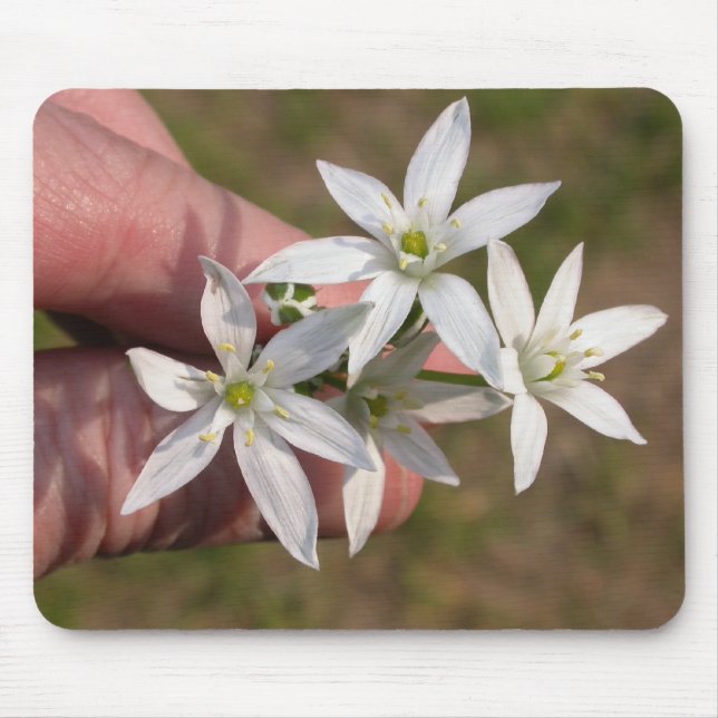 Ornithogalum umbellatum musmatta (Framsidan)