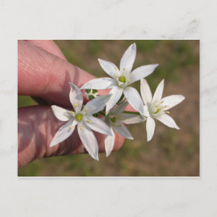 Ornithogalum umbellatum vykort