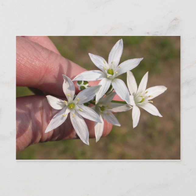 Ornithogalum umbellatum vykort (Framsida)