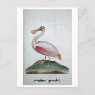 Ornithologie - American Spoonbill Vykort