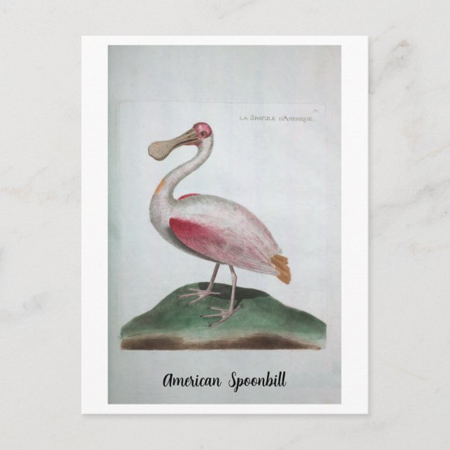 Ornithologie - American Spoonbill Vykort (Framsida)