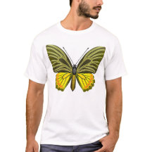 Ornitoptera