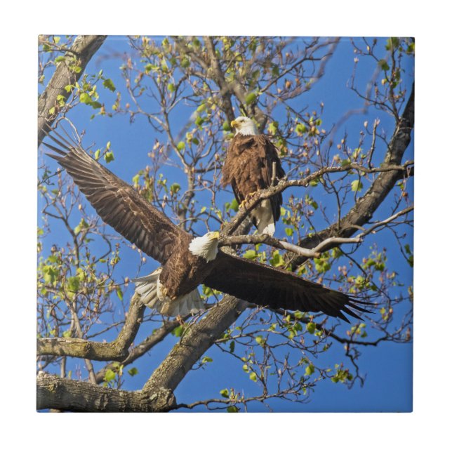 Örnpar Kakelplatta (Framsidan)