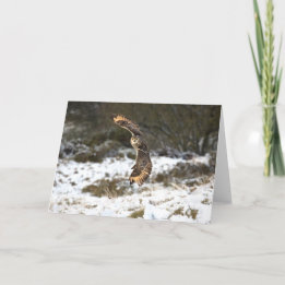 Örnuggla i flyg kort