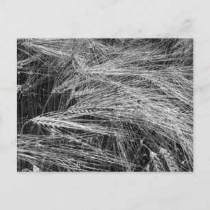 Öron av moget korn (Hordeum vulgare) Helg Vykort