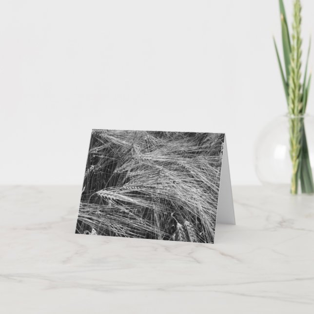 Öron av moget korn (Hordeum vulgare) Kort (Framsida)