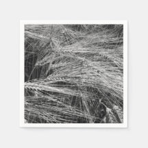 Öron av moget korn (Hordeum vulgare)