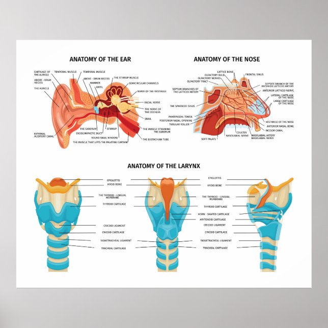 Öron Nose Anatomy Poster (Framsidan)