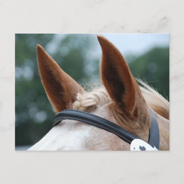 öron vykort (Framsida)