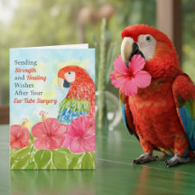 Öronrörskirurgi Healing Scarlet Macaws, Hibiskus