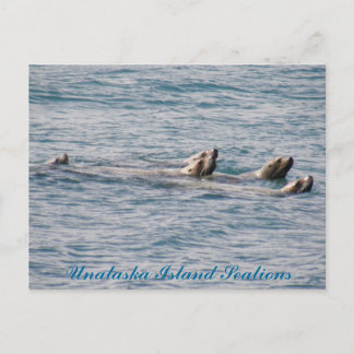Öronsälfamilj, Unalaska Island Vykort