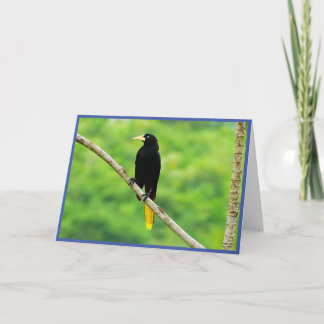 Oropendola-mappat gratulationskort tack kort