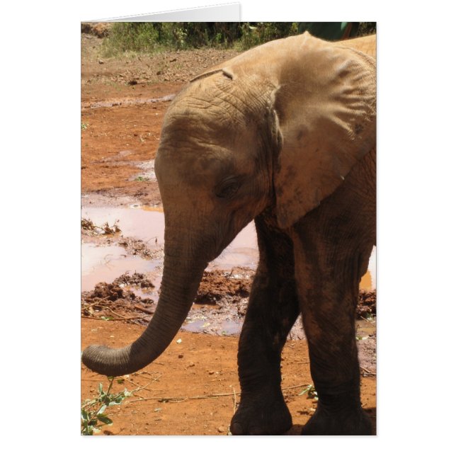 Orphan Baby Elephant Hälsningskort (Framsidan)