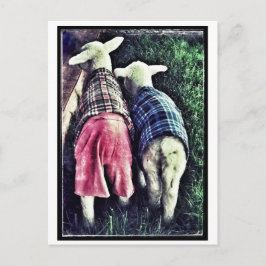 Orphan Lamb Vykort