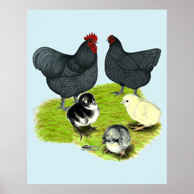 Orpington Blå Kycklingfamilj Poster (Framsidan)