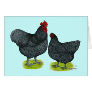 Orpington:  Blått parar OBS Kort