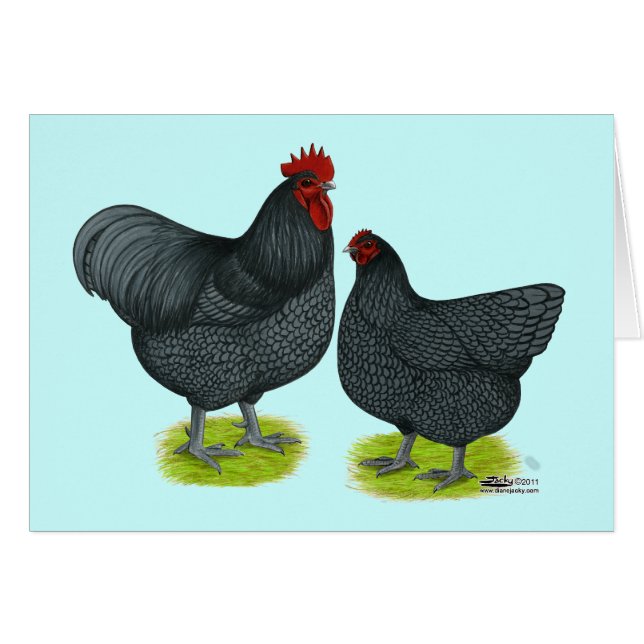 Orpington:  Blått parar OBS Kort (Framsidan Horizontal)