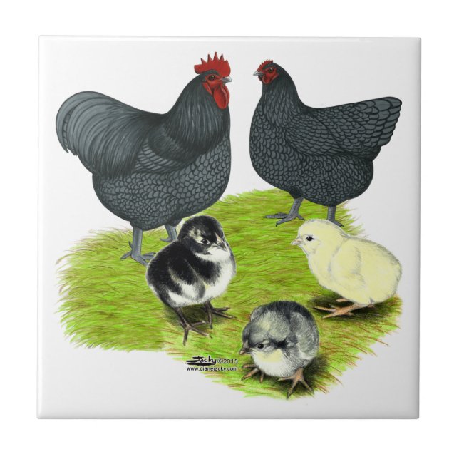 Orpington Blue Chicken-familjen Kakelplatta (Framsidan)