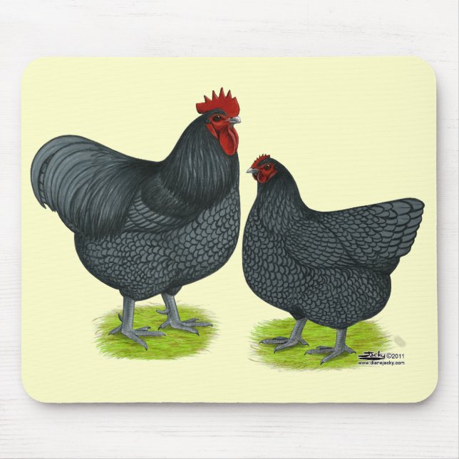 Orpington: Blue Pair Musmatta (Framsidan)