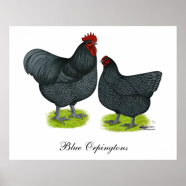 Orpington: Blue Pair Poster (Framsidan)