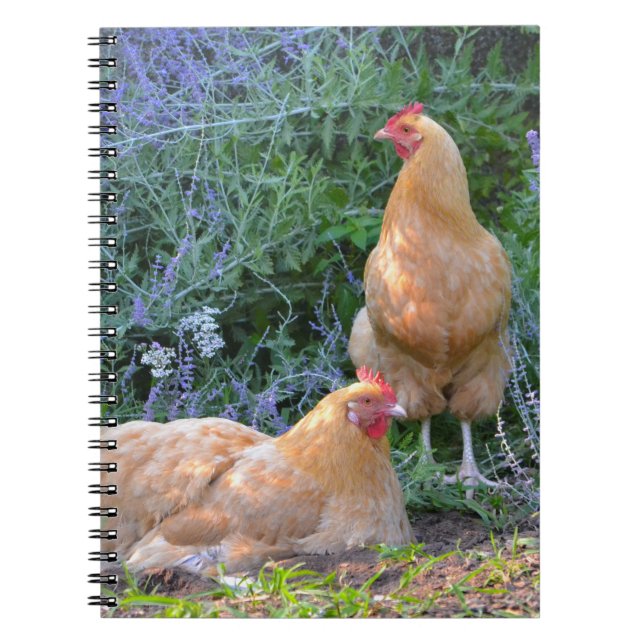 Orpington Hen bärbar dator Anteckningsbok (Framsidan)