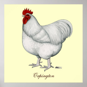 Orpington vittupp poster