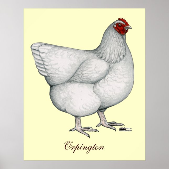 Orpington White Hen Poster (Framsidan)
