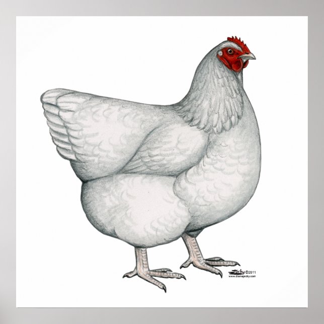 Orpington White Hen Poster (Framsidan)