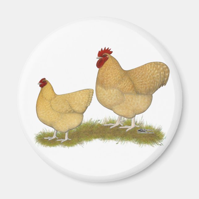 Orpingtons Lemon Cuckoo Magnet (Framsidan)