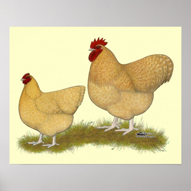 Orpingtons Lemon Cuckoo Poster (Framsidan)