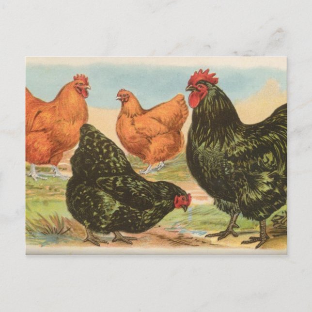 Orpingtons Vykort (Framsida)