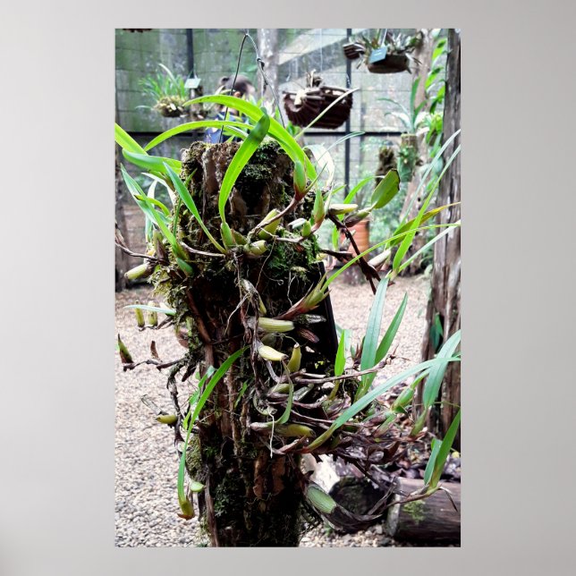 orquidea poster (Framsidan)