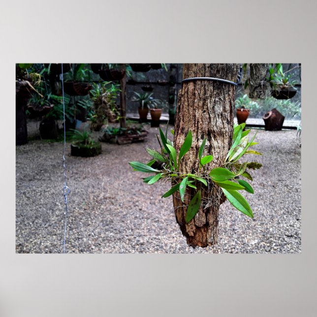 orquideas 01 poster (Framsidan)