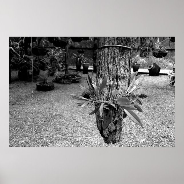 orquideas 02 poster (Framsidan)