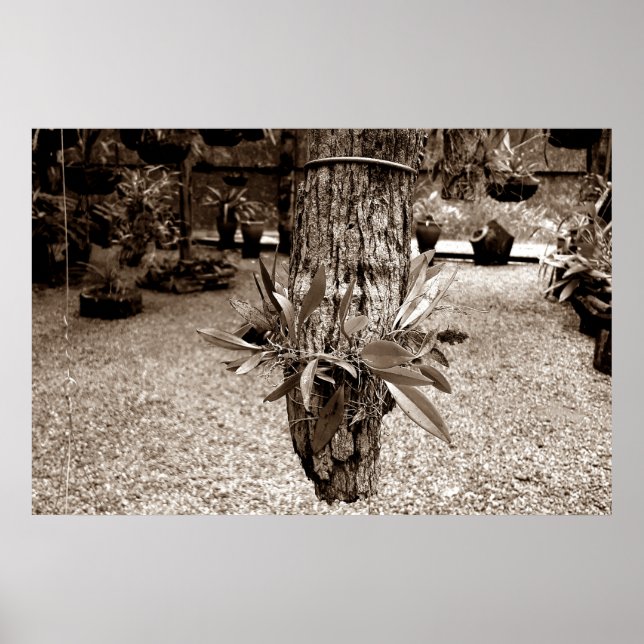 orquideas 03 poster (Framsidan)