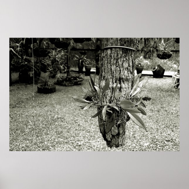 orquideas 04 poster (Framsidan)