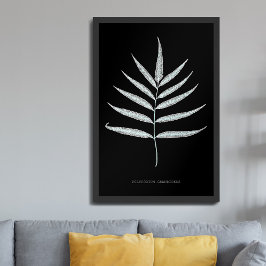 Orrbräken - Polypodyum Grandidens - Röntgenstrålee Poster
