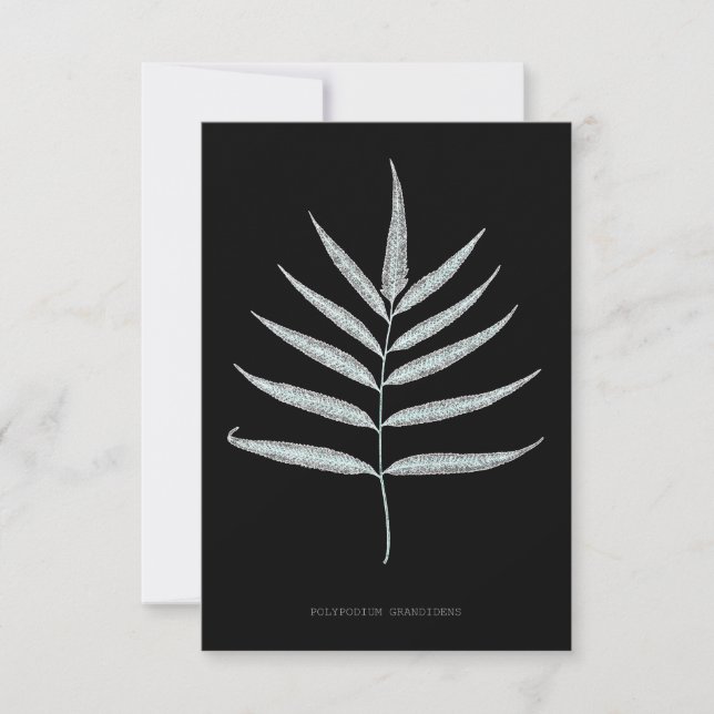 Orrbräken - Polypodyum Grandidens - Röntgenstrålni Tack Kort (Framsida)